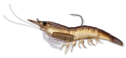 Live Target Bait Co. Live Target Shrimp