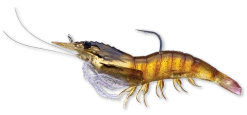 Live Target Bait Co. Live Target Shrimp