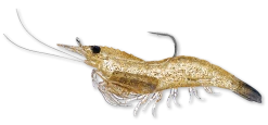 Live Target Bait Co. Fishing Lures Live Target Shrimp